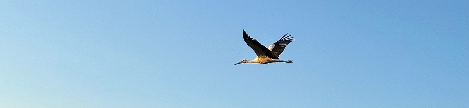 Storch