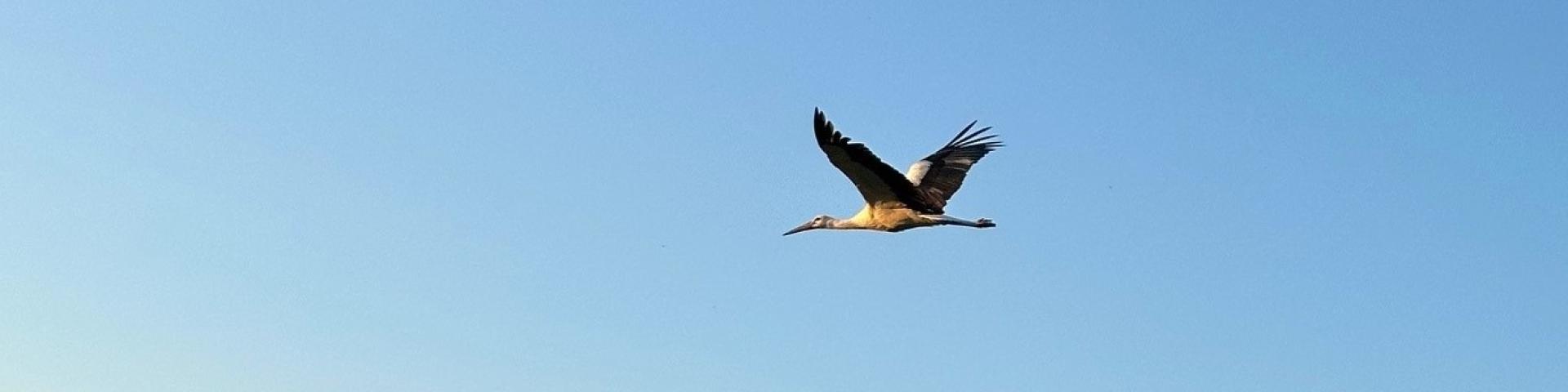 Storch